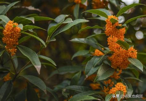 門口可以種桂花嗎|院子裡種桂花樹的禁忌，庭院東方和大門口種植